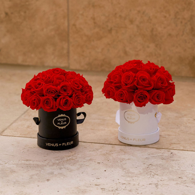Mini Le Plein White Classic Roses