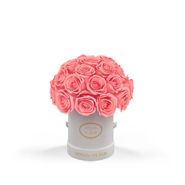 Mini Le Plein White Classic Roses