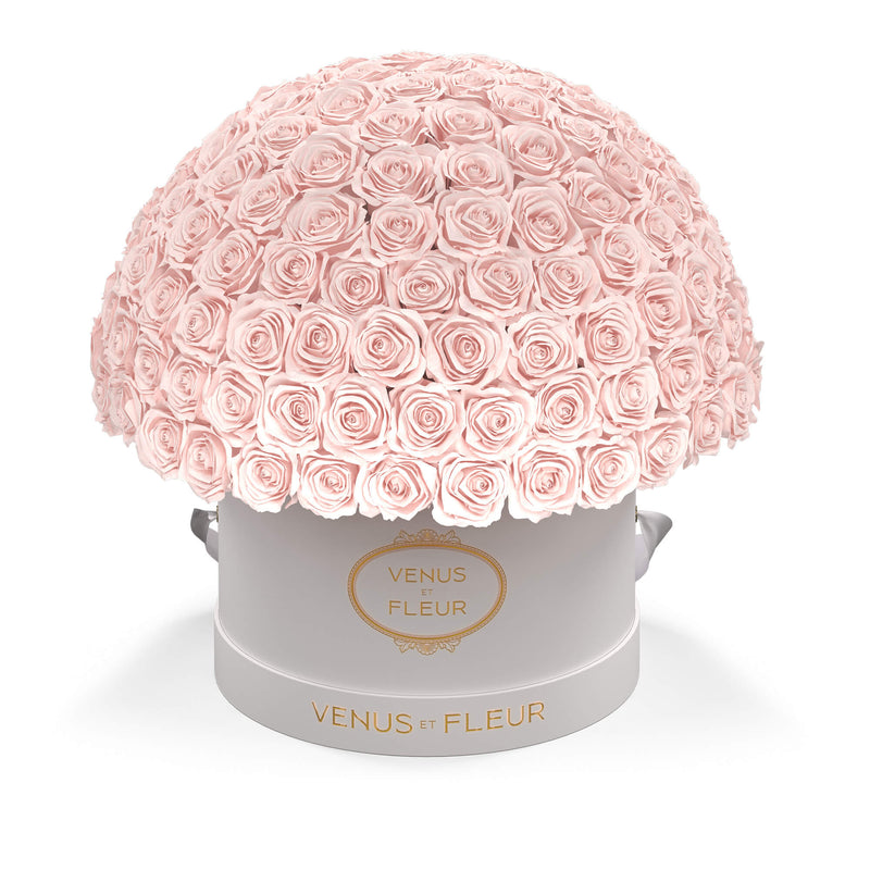 Large Le Plein White Classic Roses