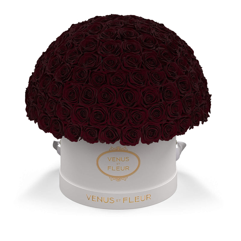 Large Le Plein White Classic Roses