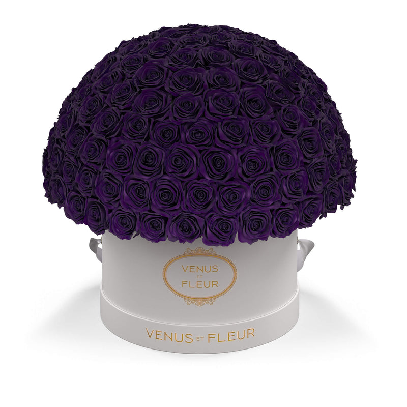 Large Le Plein White Classic Roses