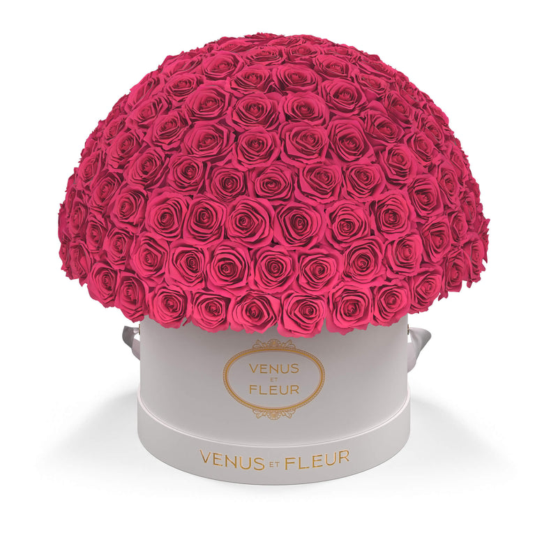 Large Le Plein White Classic Roses