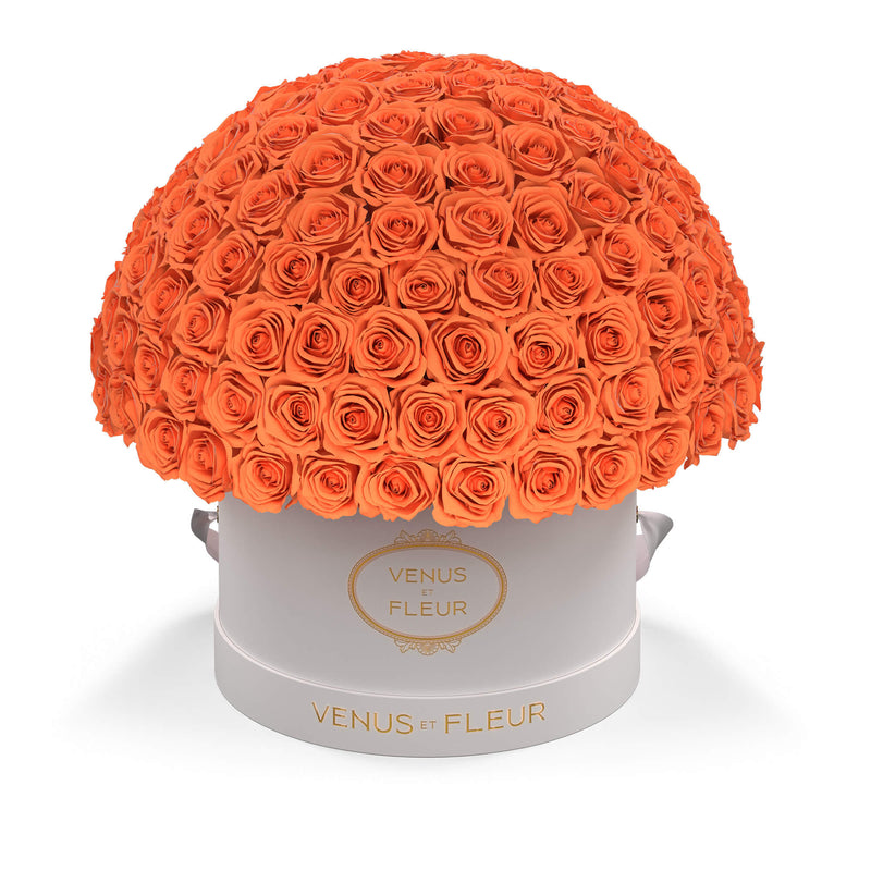 Large Le Plein White Classic Roses