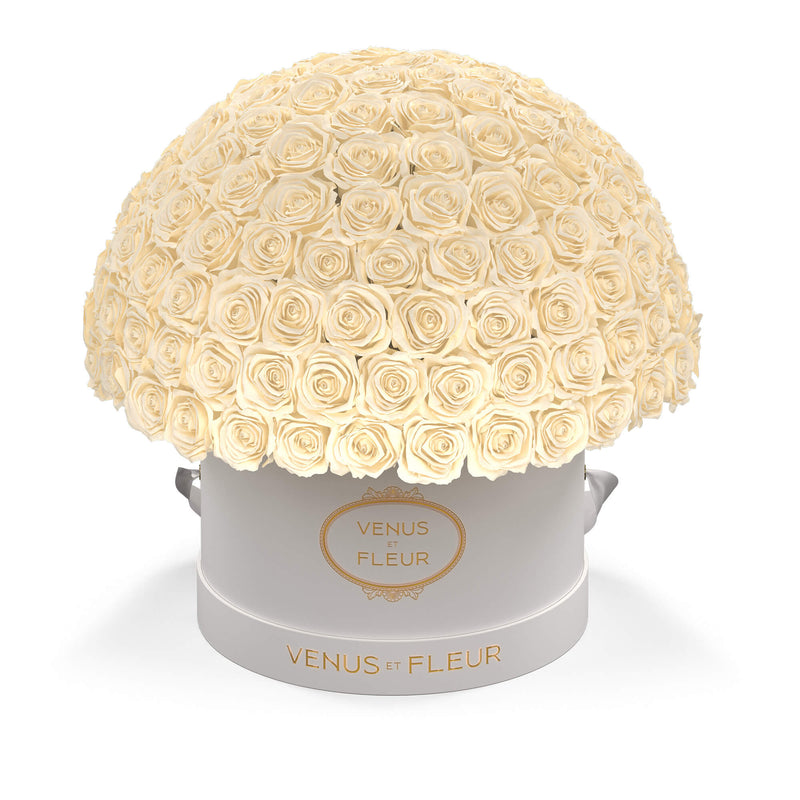 Large Le Plein White Classic Roses