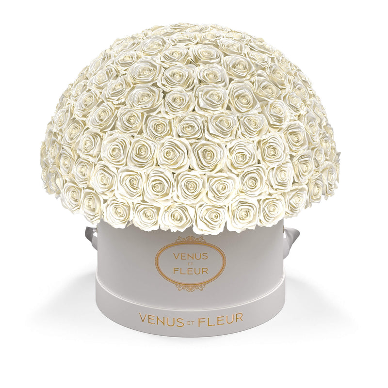 Large Le Plein White Classic Roses