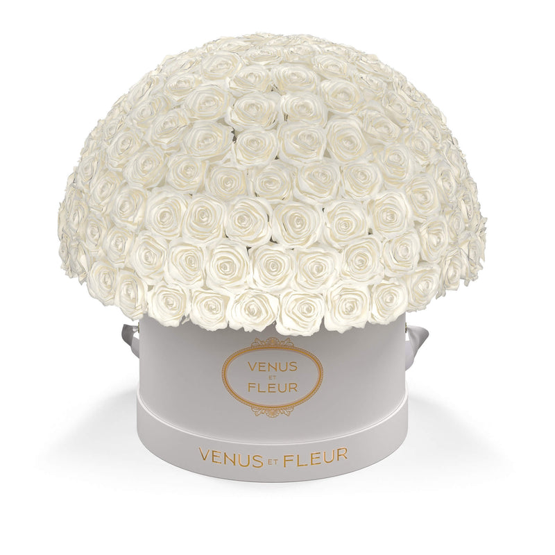 Large Le Plein White Classic Roses