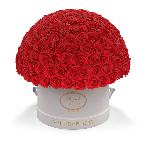 Large Le Plein White Classic Roses