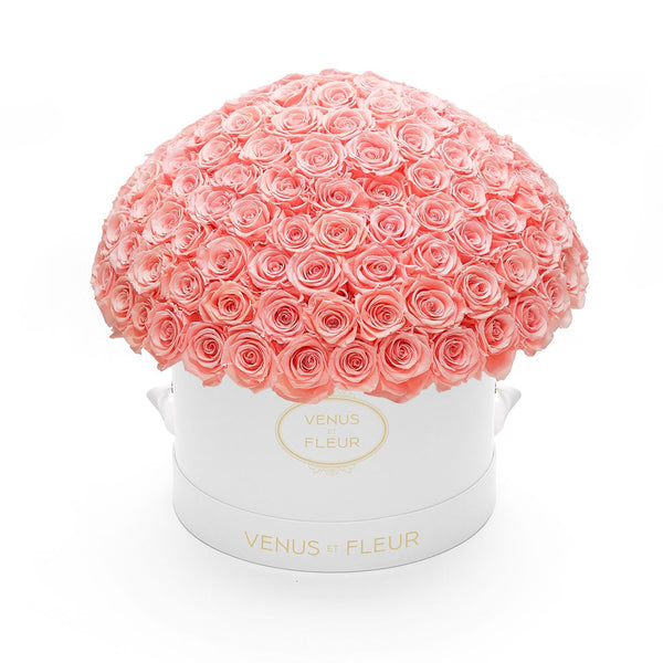 Large Le Plein White Classic Roses