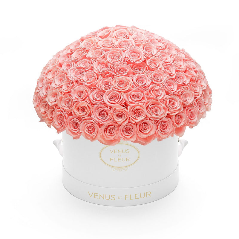 Large Le Plein White Classic Roses