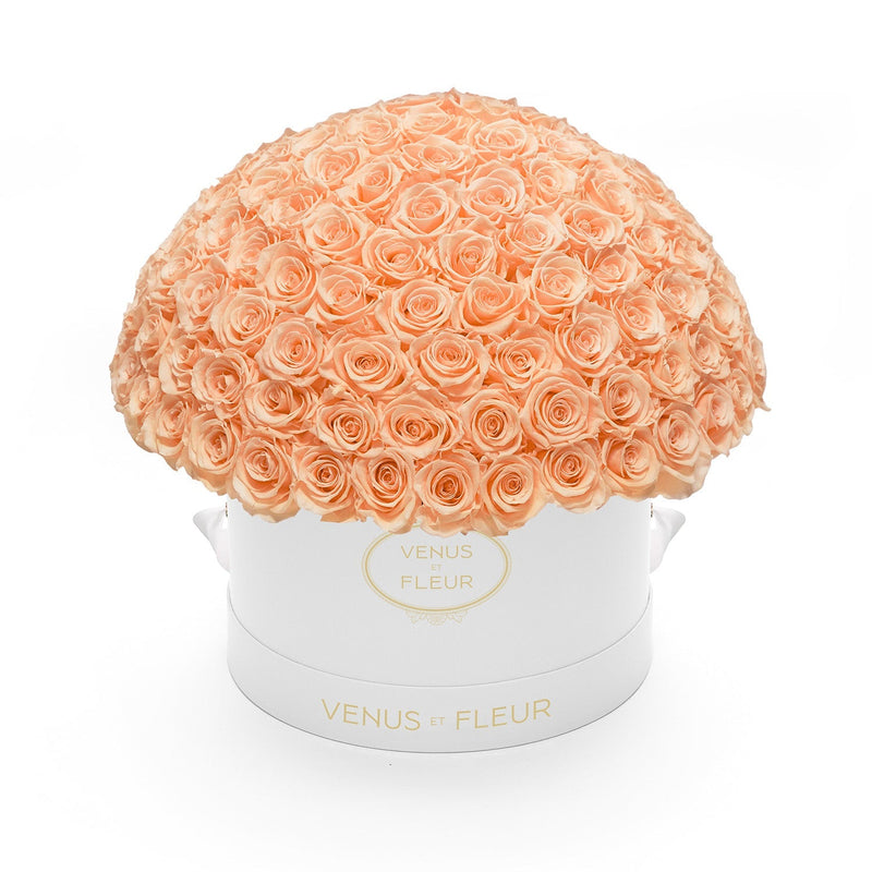 Large Le Plein White Classic Roses