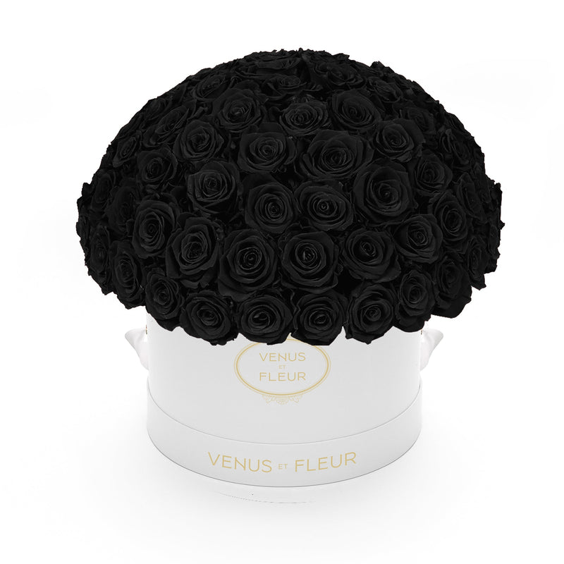 Large Le Plein White Classic Roses