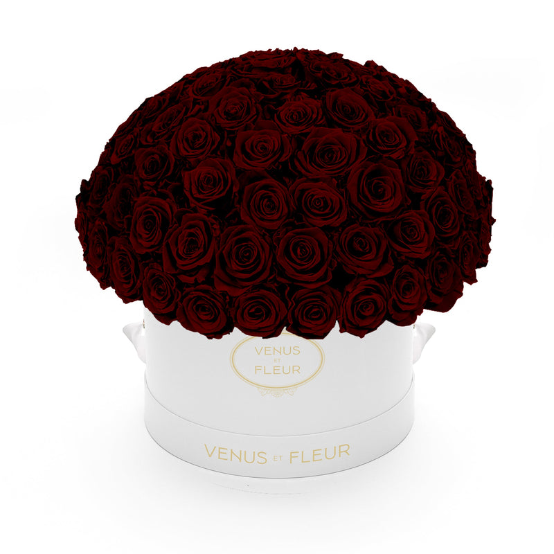 Large Le Plein White Classic Roses