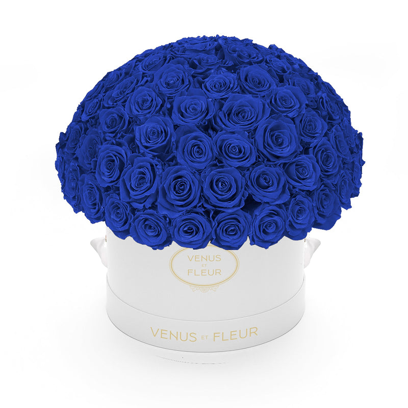 Large Le Plein White Classic Roses