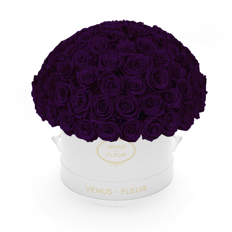 Large Le Plein White Classic Roses