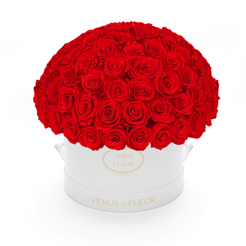 Large Le Plein White Classic Roses