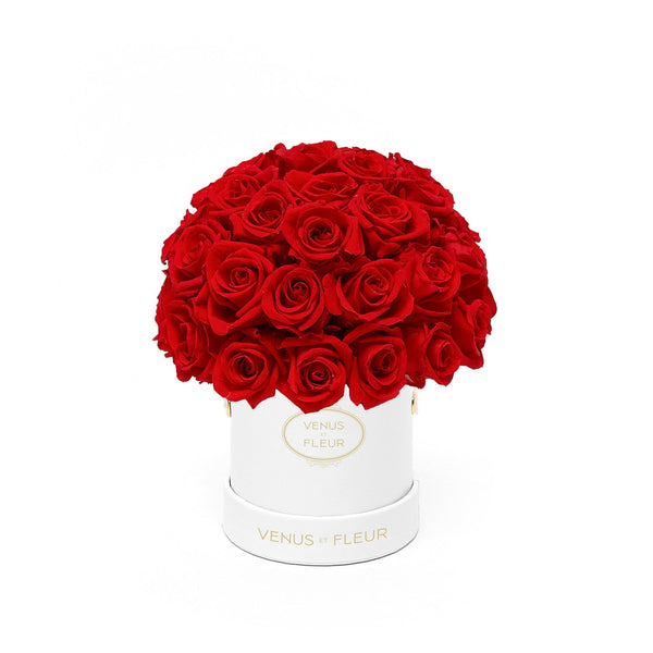 Mini Le Plein White Classic Roses
