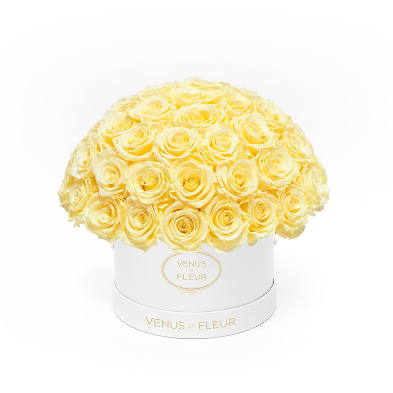 Small Le Plein White Classic Roses