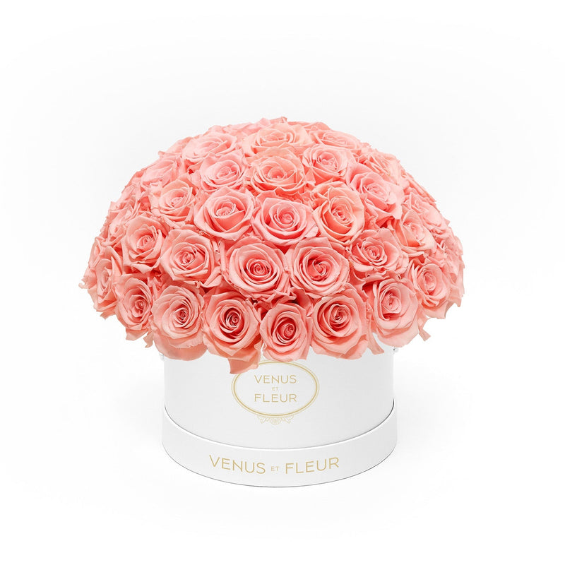 Small Le Plein White Classic Roses