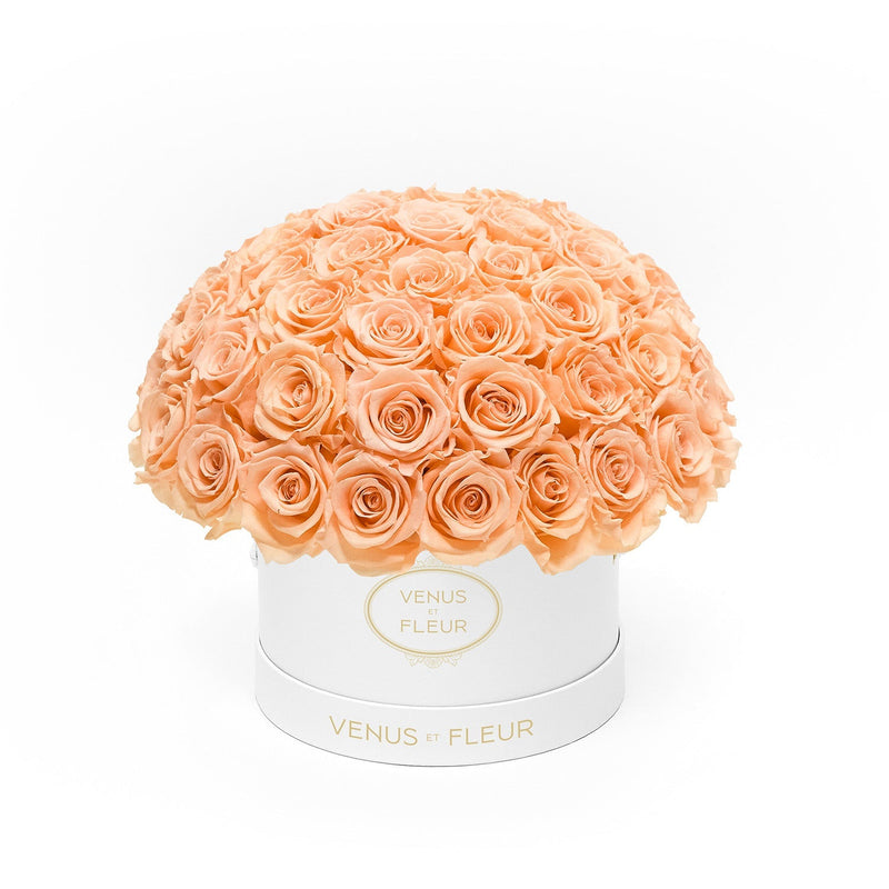 Small Le Plein White Classic Roses