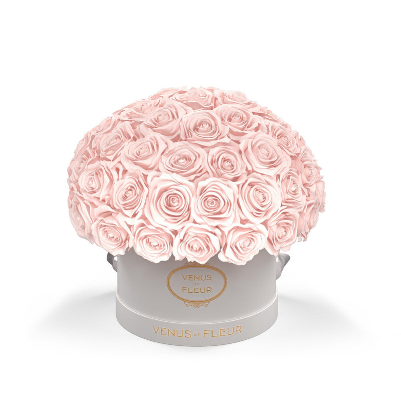 Small Le Plein White Classic Roses