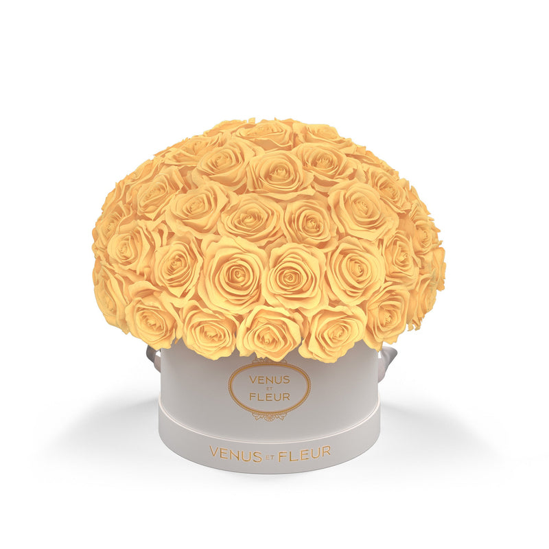 Small Le Plein White Classic Roses