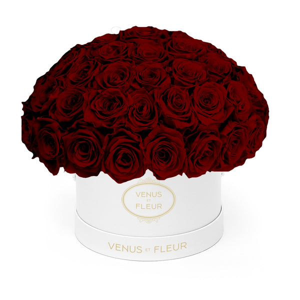 Small Le Plein White Classic Roses