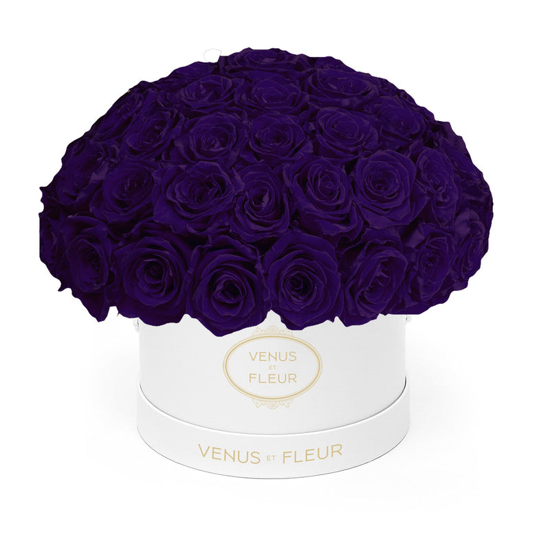Small Le Plein White Classic Roses