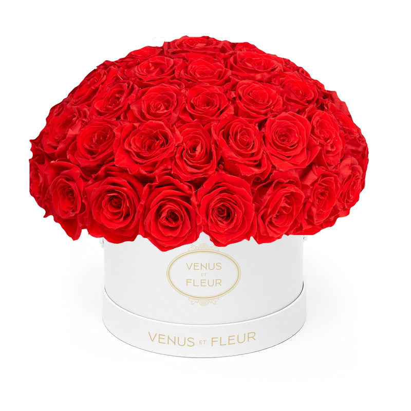 Small Le Plein White Classic Roses