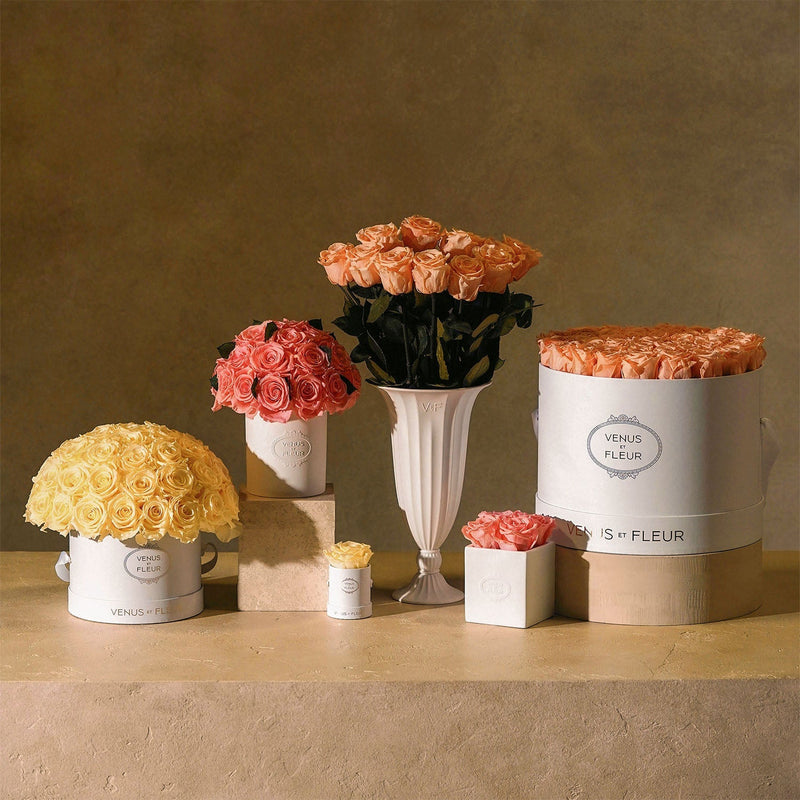 Small Le Plein White Classic Roses